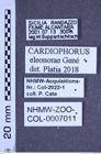 Etiketten zu Cardiophorus eleonorae (Géné, 1836) (NHMW-ZOO-COL-0007011)